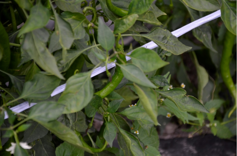 20230814_204951_391.png 云南洱源薪火社会实践团新闻稿491.png